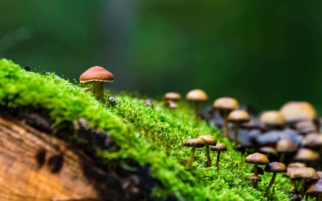 Natur-Wald-Pilze-Moos